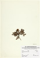 藏品(臺灣莓)的圖片